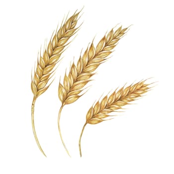 Barley spikes, cereal grain ears, wheat stalks. Symbol of Shavuot, Thanksgiving, Oktoberfest clipart. Cottagecore rustic watercolor illustration for beer, whisky, bread, flour packaging, labels.