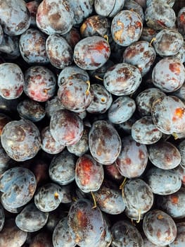 lots of black plum fruits for food as background