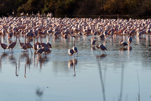 Grazing flamingos cast ethereal reflections, AI-Enhanced Flamingo Flock, Wildlife Serenity: Flamingos Dining with Elegance, Reflective Beauty: Flamingos in Aquatic Feast,