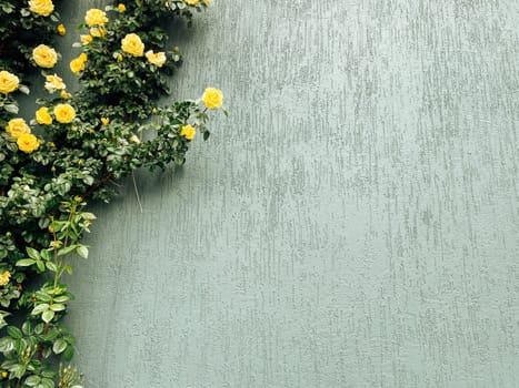 A shrub with yellow flowers blooming on asphalt, showcasing beauty in unexpected places where herbaceous plants thrive on hard surfaces