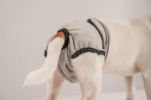 Dog wearing menstrual panties on a white background. Reusable diaper