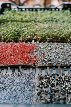 Colorful microgreens growing in a container on the table. High quality photo