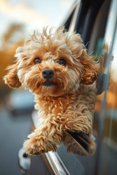 A small dog with a fluffy coat is sitting in a car window. The dog is looking out the window and he is enjoying the view