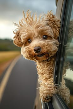 A small dog with a fluffy coat is sitting in a car window. The dog is looking out the window and he is enjoying the view