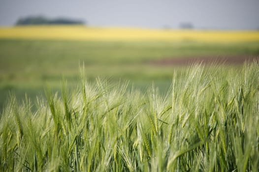 Close-up of a lush green barley field with soft focus on yellow field in background, showcasing agricultural growth and rural scenery.