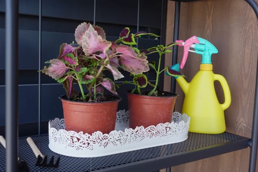 Tray with indoor plants, watering can, and gardening tools on shelf for inviting home garden decor setup