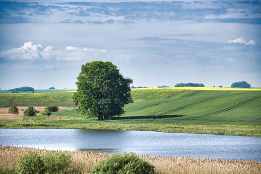 Beautiful landscape featuring a large tree, peaceful river, and vast green fields with a blue sky in the background.