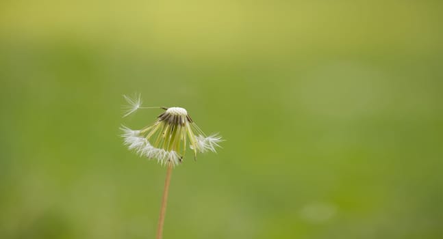 Close-up photo of a dandelion seed head with some seeds floating away, set against a soft, blurred green background, symbolizing spring and nature.