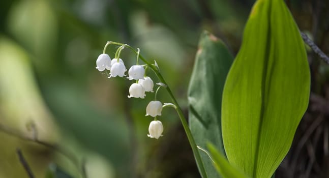 Close-up of delicate lily of the valley flowers with lush green leaves in the background, capturing the beauty of nature.