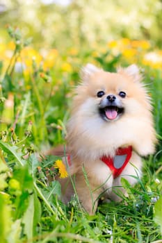A smiling Pomeranian dog in the grass . A red - haired Pomeranian . A pet on a walk. Photo for the cover . Photo of an animal for printed products . Green grass in the park