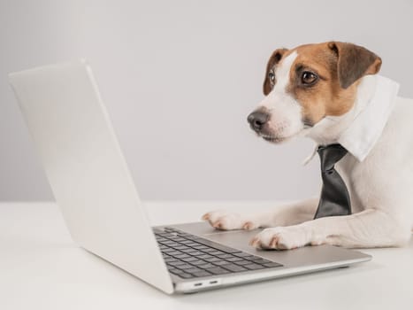 Cute Jack Russell Terrier dog in a tie working on a laptop on a white background