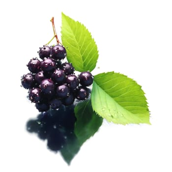 Elderberry Sambucus nigra Dark purple elderberries glossy and plump accompanied by a sprig of fresh. Food isolated on transparent background