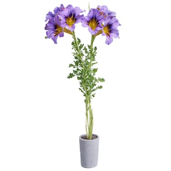 Salpiglossis trumpet shaped flowers in vibrant colors on tall stems in a gray concrete planter. Plants isolated on transparent background.