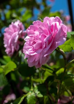 Beautiful Blooming pink rose in a garden on a green leaves background