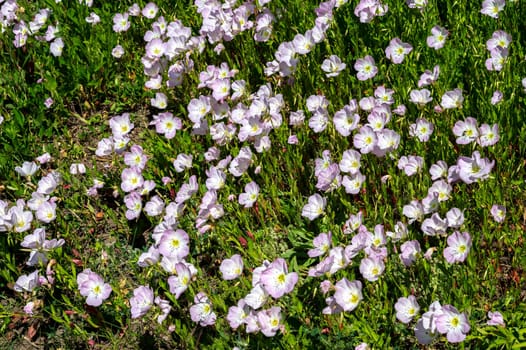 Clearing with pink Oenothera tetraptera flowers in green grass on a sunny day