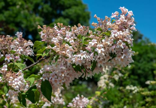 Beautiful Blooming white kolkwitzia or beauty bush in a garden on a green leaves background