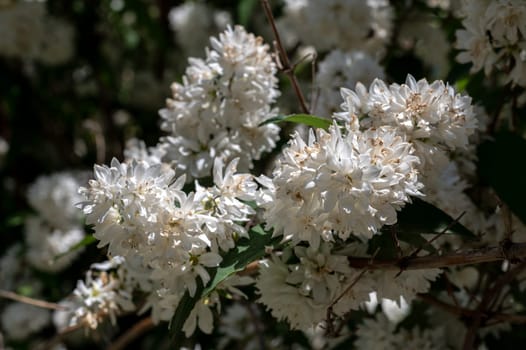 Beautiful Blooming white deutzia in a garden on a green leaves background