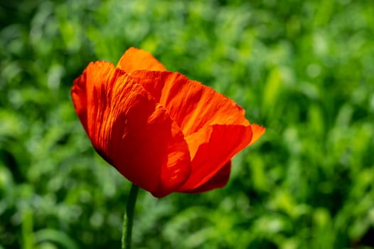 Beautiful Blooming red poppy flower in a garden on a green leaves background