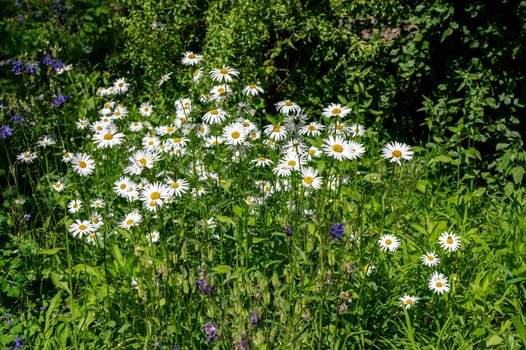 Blooming white chamomile in green grass in a clearing on a sunny spring day