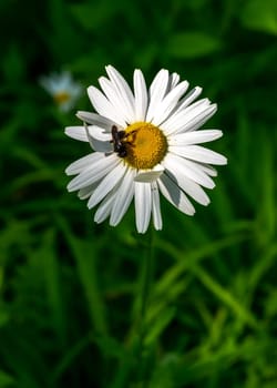 Blooming white chamomile in green grass in a clearing on a sunny spring day