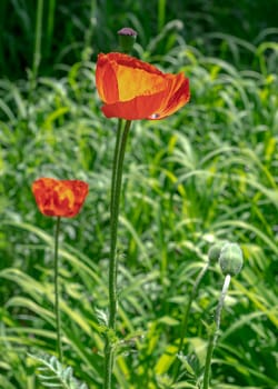 Beautiful Blooming red poppy flower in a garden on a green leaves background