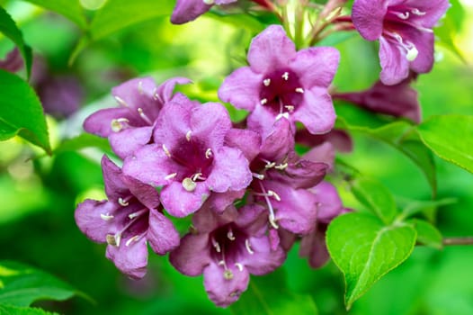 Beautiful Blooming pink barberry flowers flower in a garden on a green leaves background