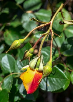 Beautiful Blooming yellow rose in a garden on a green leaves background