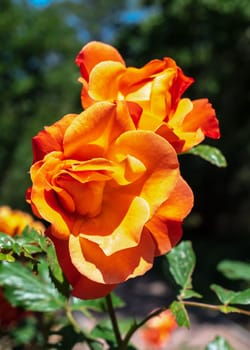 Beautiful Blooming orange rose in a garden on a green leaves background