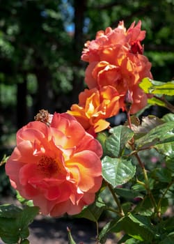 Beautiful Blooming orange rose in a garden on a green leaves background