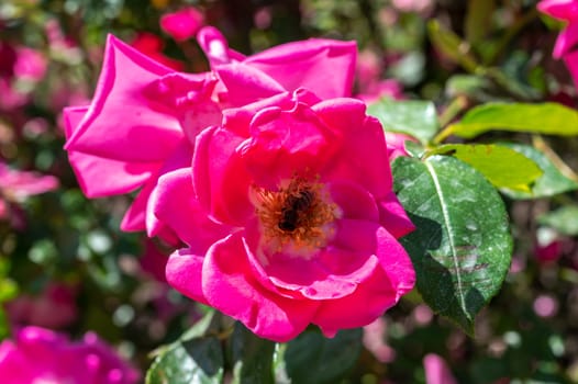 Beautiful Blooming pink rose in a garden on a green leaves background