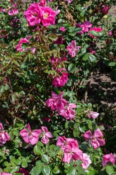 Beautiful Blooming pink rose in a garden on a green leaves background