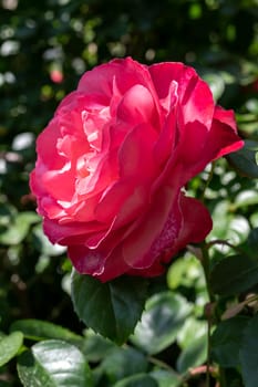 Beautiful Blooming red rose in a garden on a green leaves background