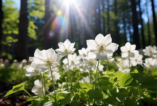 White flowers bloom beautifully under the bright sun in a lush forest