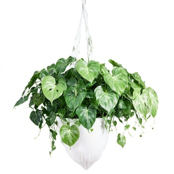 Philodendron Cordatum trailing plant with small green heart shaped leaves in a white ceramic hanging. Plants isolated on transparent background.