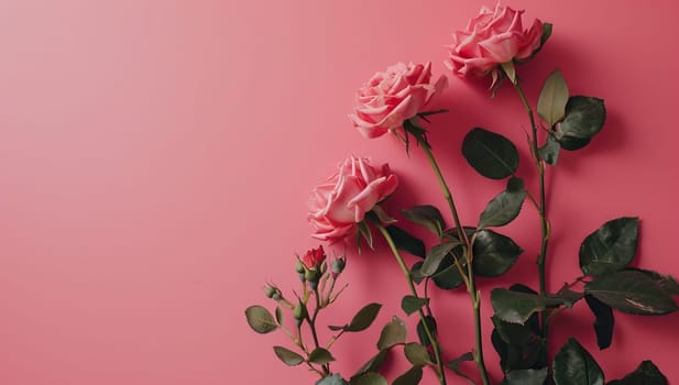 Pink roses on pink background. Flat lay, top view, copy space