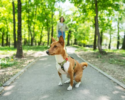 A young woman walks with an African basenji dog on a leash in the park