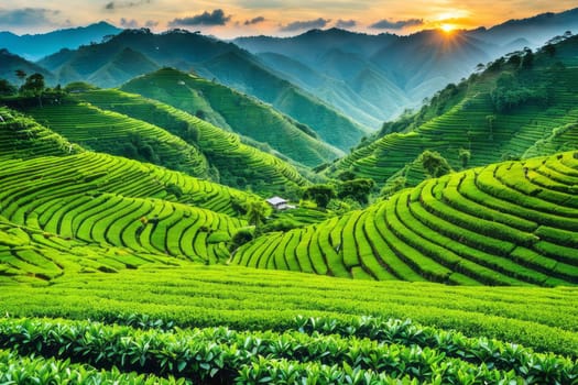 Embark on a journey through the art of tea-picking against the backdrop of lush green terraced fields at sunrise, a moment steeped in history