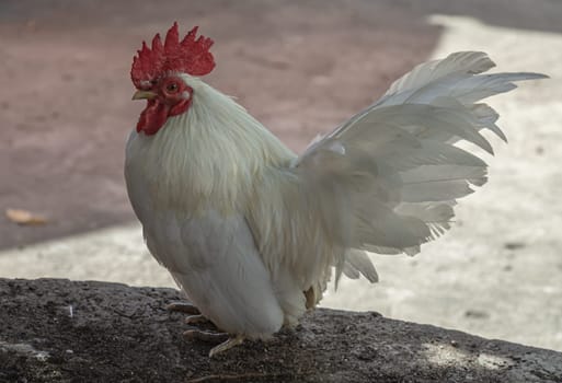 White rooster standing on tree trunk in the garden. Beautiful white bantam chicken, Space for text, Selective focus.