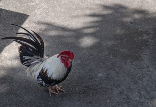 Japanese Bantam Silver Duckwing Rooster cement floor. Beautiful Gray Japanese Bantam, Space for text, Selective focus.