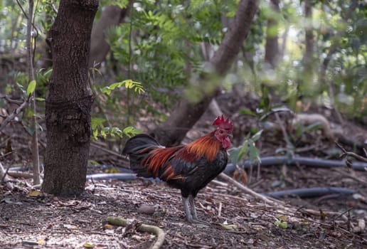 Red junglefowl is on the ground of the jungle. The beautiful Rooster is standing among the nature environment, Thai bantam chicken of Native species, Space for text, Selective focus.