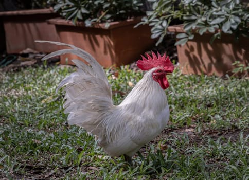 White rooster standing on the grass in the garden. Beautiful white bantam chicken, Space for text, Selective focus.