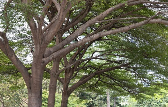 Beautiful trees and branches, Trees lined in public park, Vertical view, Space for text, Selective Focus.