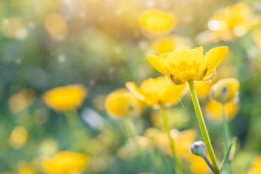 Spring background with beautiful yellow flowers.