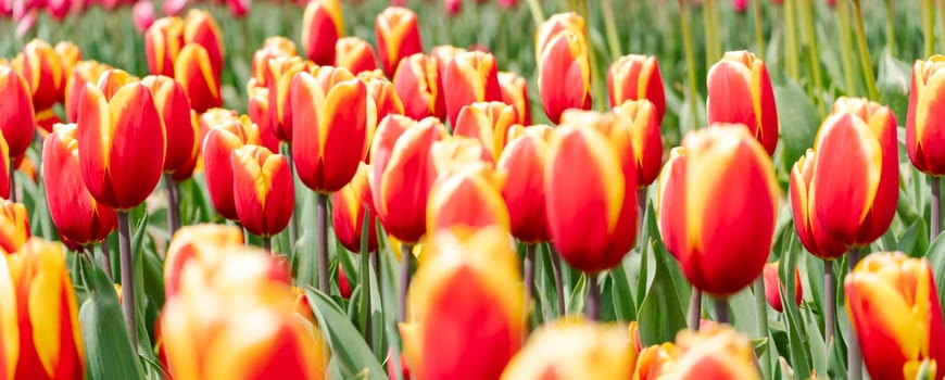 Orange tulips spring blossoming, bokeh flower background, pastel and soft floral card, selective focus.