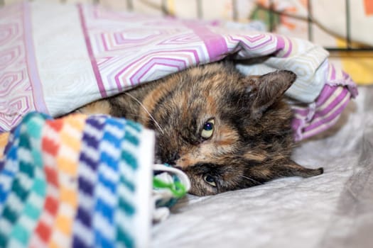 A Felidae with whiskers and fur, wearing a bandage on its leg, is resting comfortably under a tartan blanket, accompanied by a companion dog