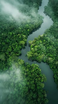 A dense network of waterways weaves through a lush jungle canopy, as seen from above, shrouded in a gentle mist that adds mystery to the verdant landscape