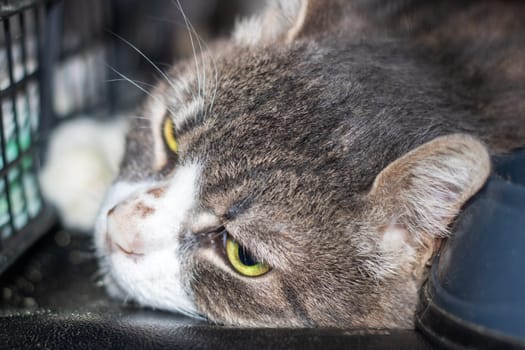 A cat is laying down in a cage, gazing at the camera with its mesmerizing eyes, showcasing its whiskers and small to mediumsized felidae features