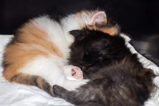 Two adorable calico kittens peacefully resting on a soft white blanket, showcasing their beauty and coziness