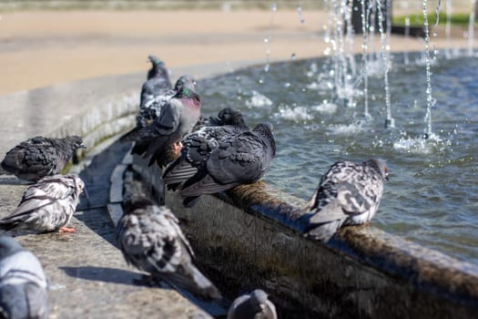 A group of stock doves leisurely drink water from a city fountain, their feathers glinting in the sunlight as they dip their beaks