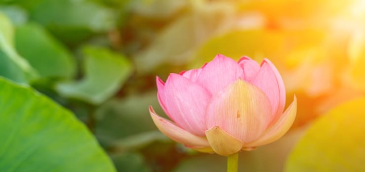 A pink lotus flower sways in the wind. Against the background of their green leaves. Lotus field on the lake in natural environment